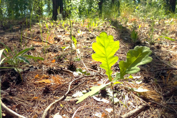 istock Oak sprout in the forest among dry needles and cones 1358536204
