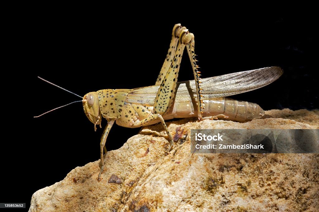 Australische Locust - Lizenzfrei Wanderheuschrecke Stock-Foto