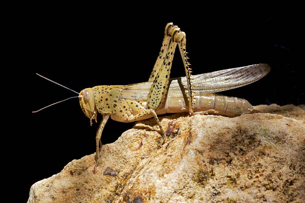 australian locusta - locust epidemic grasshopper pest foto e immagini stock