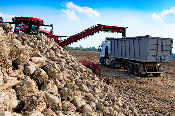 istock vehicle harvesting sugar beets 1358536994
