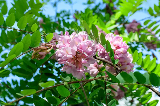 Pink flowers of Robinia margaretta Casque Rouge tree commonly known as locust, and green leaves in a summer garden, beautiful outdoor floral background photographed with soft focus
