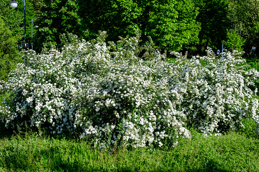 Large branch with delicate white flowers of Spiraea nipponica Snowmound shrub in full bloom and a small Green June Bug, beautiful outdoor floral background of a decorative plant