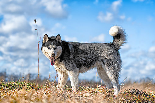 Siberian Husky. Siberian Husky is walking on field.