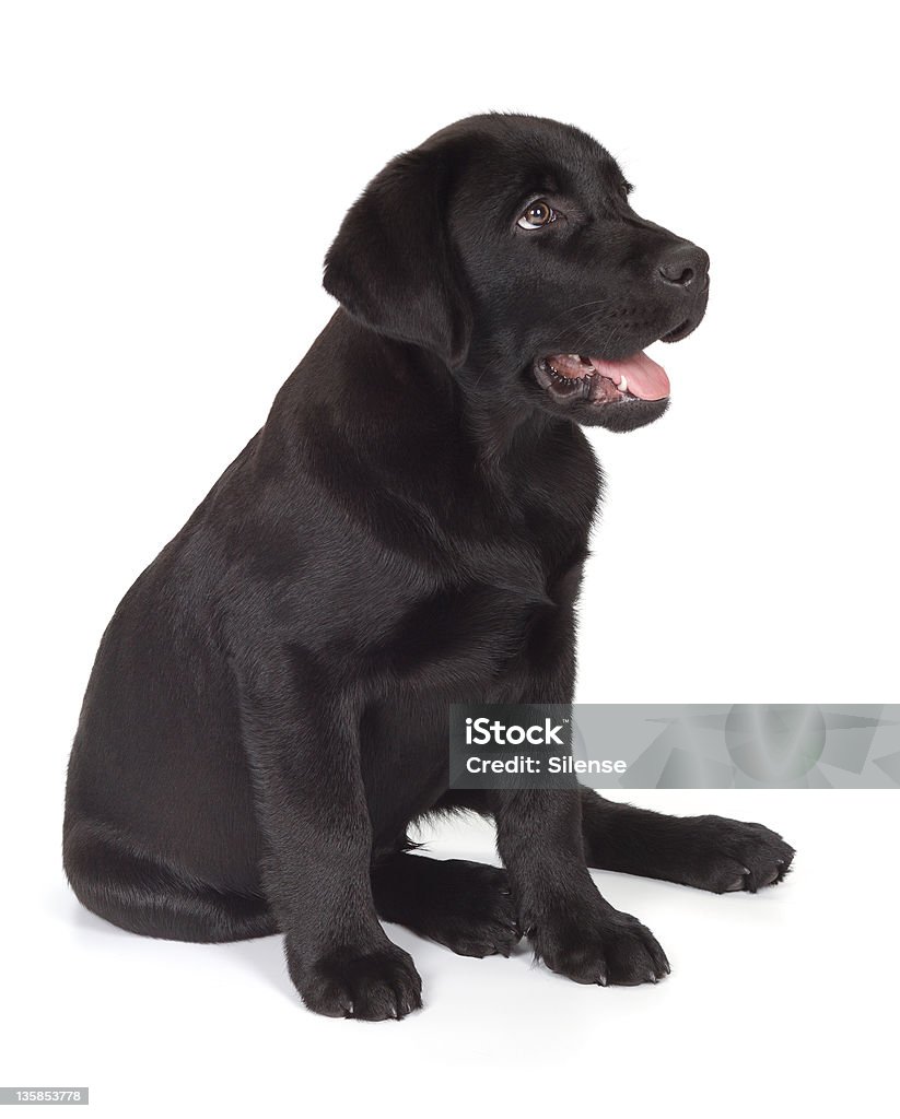 Noir Retriever du Labrador - Photo de Labrador chocolat libre de droits