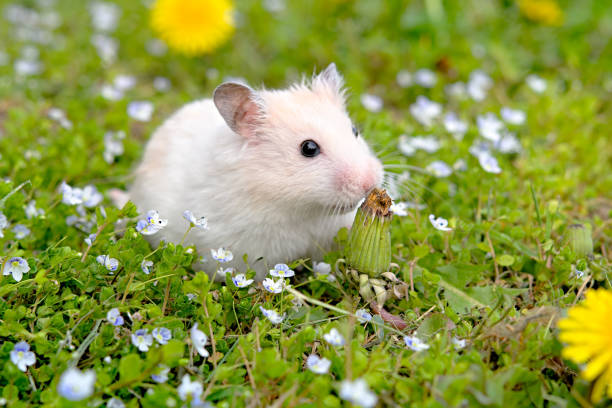 white hamster stock photo