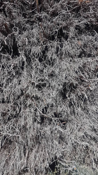 istock background with dried 