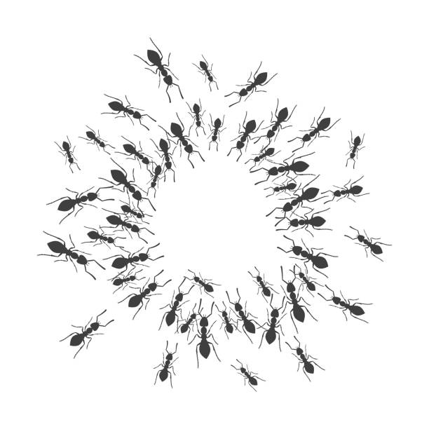 A colony of ants gathers in a circle. A group of insects around a place for a text. Vector A colony of ants gathers in a circle. A group of insects around a place for a text. Vector illustration ant colony swarm of insects pest stock illustrations