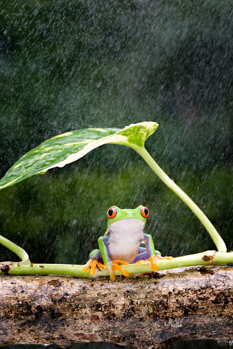 Frogs are taking shelter during heavy rain