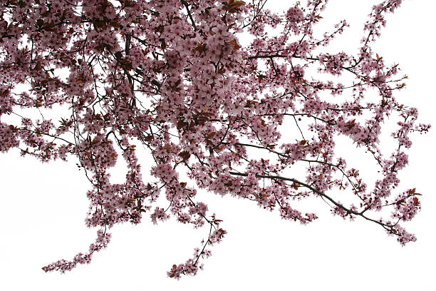 Cтоковое фото Миндальное дерево
