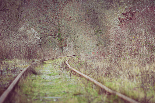 Low angle view on abandoned railroad track in the thick forest and bush during autumn. Beauty in nature.