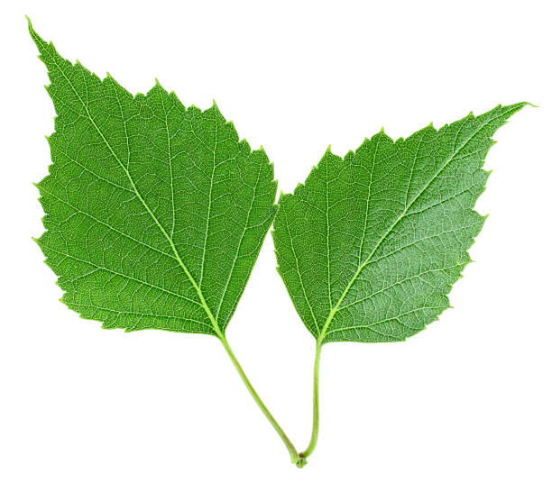 istock Green birch leaves isolated on a white background, top view. 1358542180