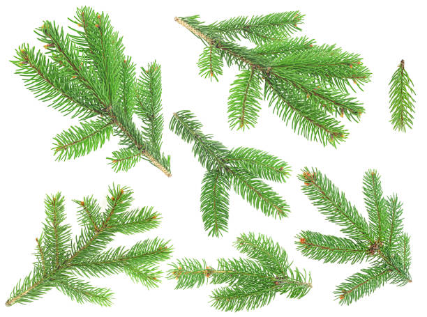 istock Collection of christmas tree branches isolated on a white background 1358542205