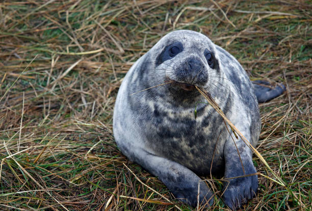 istock Atlantic grey seals being born, fighting and mating on the beach 1358542305