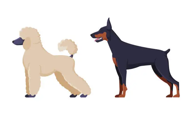 Vector illustration of Poodle and Dobermann Purebred Dog as Domestic Pet Animal in Standing Pose Side View Vector Set