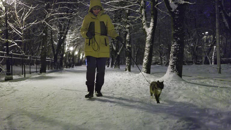 Trained cat walking on a leash. Woman in a yellow jacket is walking with her cat on the snowy alley in a winter park in evening.