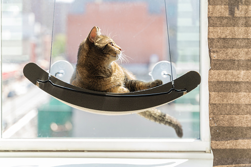 Playful gray domestic cat is resting on a cat window perch, with a blurred view on a street on a sunny day behind a window.