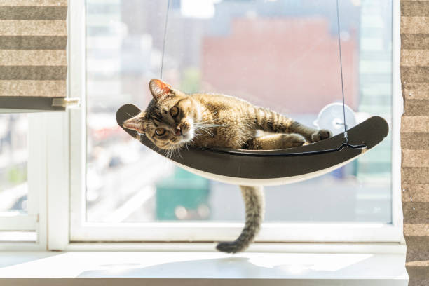 el gato descansa en una percha de mascota montada en una ventana. - pets feline domestic cat horizontal fotografías e imágenes de stock