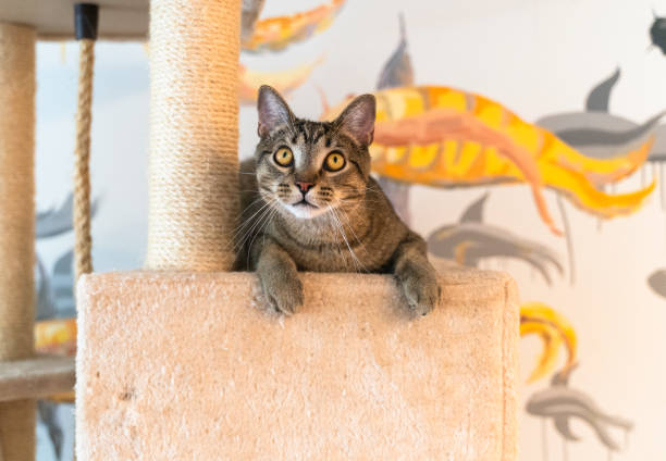 istock Domestic cat is resting on a cat playground, lying on a perch. 1358544443