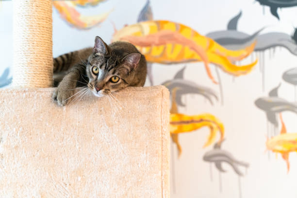 istock Domestic cat is resting on a cat playground, lying on a perch. 1358544444