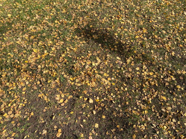 istock Yellow birch Leafs on Grass at dry sunny fall day 1358544969