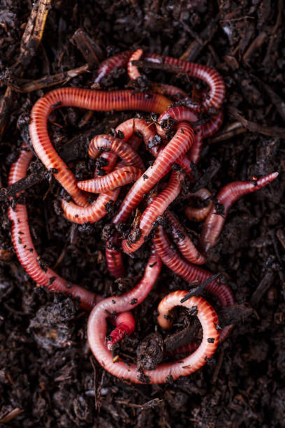 Many living earthworms for fishing in the soil, background stock photo