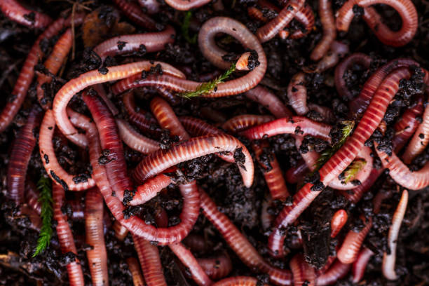viele lebende regenwürmer zum fischen im boden, hintergrund - fishing worm stock-fotos und bilder