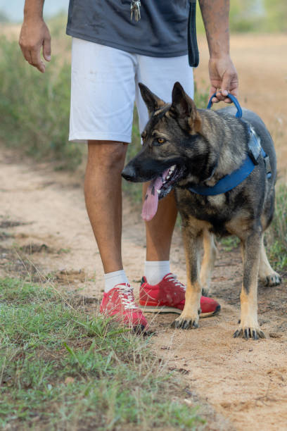 istock German Shepherd on leash held by his owner walking in the park 1358546209