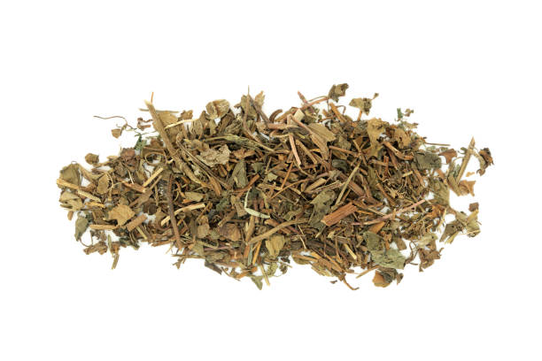 istock Houttuynia Cordata Leaf Chinese Herb 1358546405