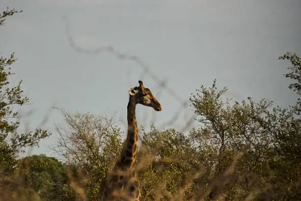 Tall Giraffe standing in the bush, South Africa
