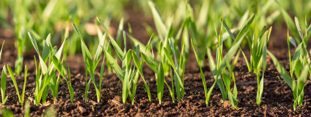 sprossen von junger gerste oder weizen, die gerade im boden gekeimt sind, dämmern über einem feld mit feldfrüchten. - barley grass seedling green stock-fotos und bilder