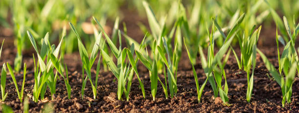 토양에서 방금 발아 한 어린 보리 나 밀의 콩나물은 작물이있는 들판에서 새벽에 새벽입니다. - barley grass field green 뉴스 사진 이미지