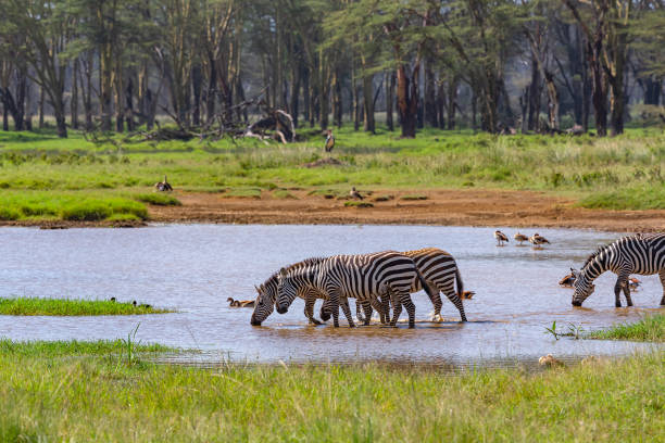 plains zebras pije wodę na wolności z wodopoju - waterhole zdjęcia i obrazy z banku zdjęć