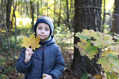 Child posing with maple leaf in autumn forest