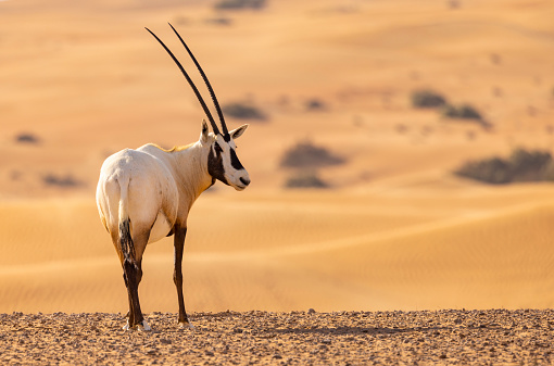 The Arabian oryx or white oryx is a medium-sized antelope with a distinct shoulder bump, long, straight horns, and a tufted tail. It is a bovid, and the smallest member of the genus Oryx, native to desert and steppe areas of the Arabian Peninsula.