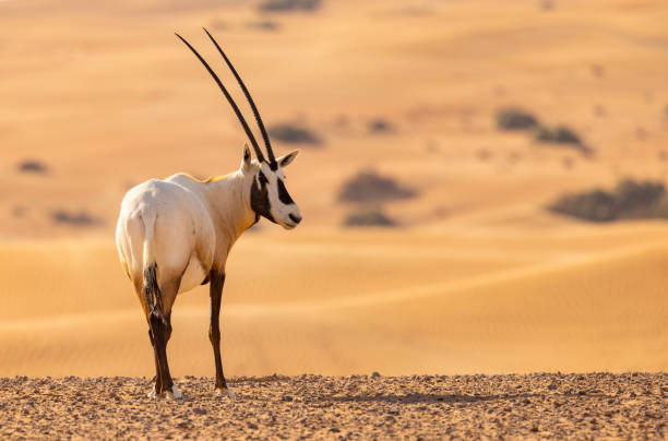Arabian Oryx in the red sands desert conservation area of Dubai, United Arab Emirates stock photo