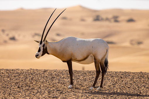 The Arabian oryx or white oryx is a medium-sized antelope with a distinct shoulder bump, long, straight horns, and a tufted tail. It is a bovid, and the smallest member of the genus Oryx, native to desert and steppe areas of the Arabian Peninsula.