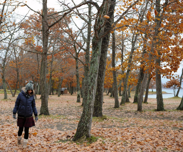 Free picture: people, autumn, leaf, wood, tree, nature, park, landscape ...