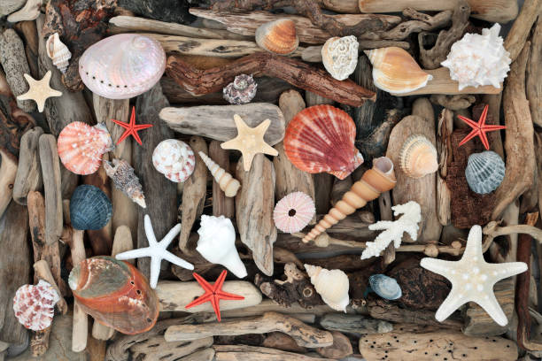 Natural seashell driftwood abstract art design background with large collection of wooden pieces and sea shells. Nature sculpture composition. Flat lay top view.