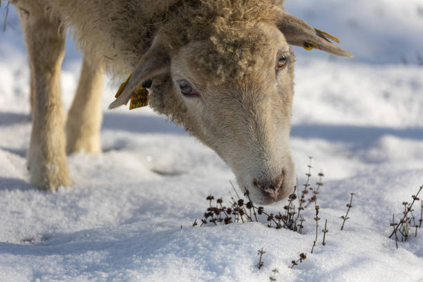 Alpaca fur - close-up.