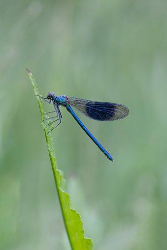 The Banded Demoiselle which is a common sight on slow flowing streams during summer time. The male being a dark blue and female a translucent green colour.