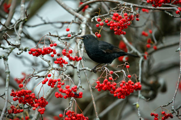 istock Blackbirds feeding on rowan berries 1358553276