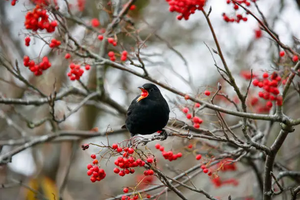 Blackbirds feeding on rowan berries