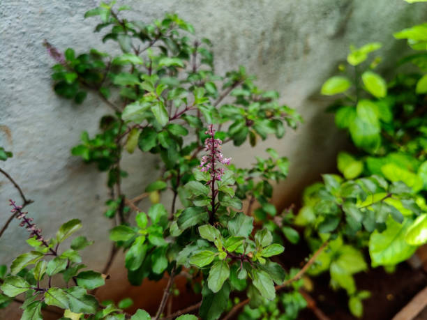 Stock photo of holy basil plant. It is also known as holy tulsi plant or ocimum tenuiflorum plant, native to India growing in the home garden at Gulbarga, Karnataka,India. stock photo