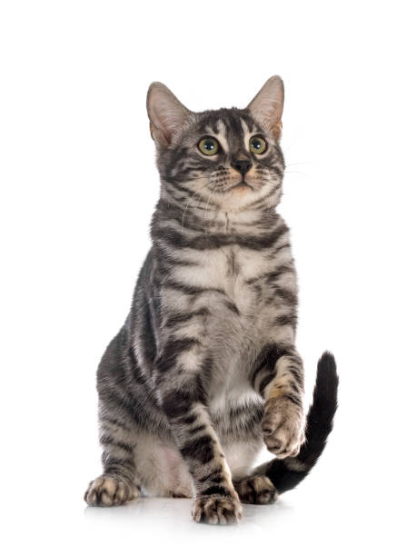 istock bengal kitten family 1358553495