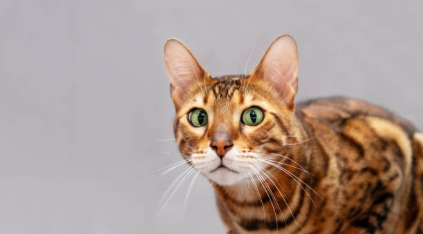 istock Cute, adorable bengal cat head, looking at camera on light gray background.Beautiful amazed, surprised pet face, close -up shot.Copy space for text 1358555545