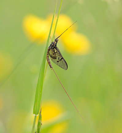 An image of a Mayfly resting on a grass stem.