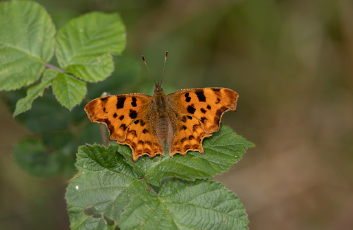 Whilst many species of butterfly continue to struggle the Comma seems to be thriving and it is thought to be the change in climate and the change to its feeding habit to common nettle as opposed to hop as the primary larval food plant.
