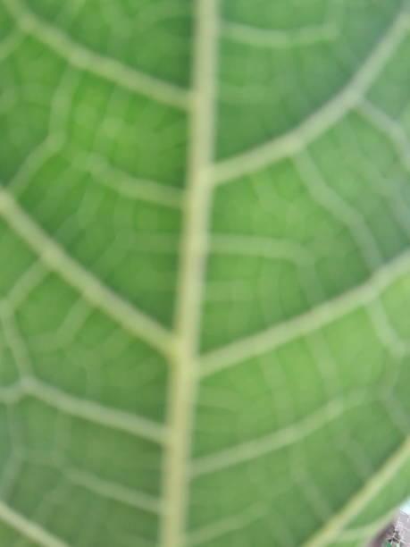 istock Defocused abstract background of, papaya leaf fiber 1358556313