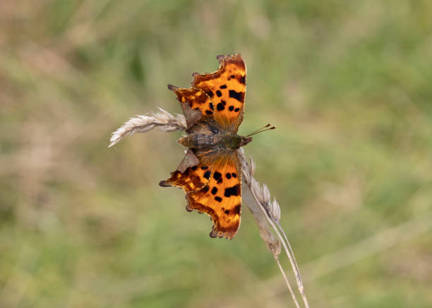 Whilst many species of butterfly continue to struggle the Comma seems to be thriving and it is thought to be the change in climate and the change to its feeding habit to common nettle as opposed to hop as the primary larval food plant.