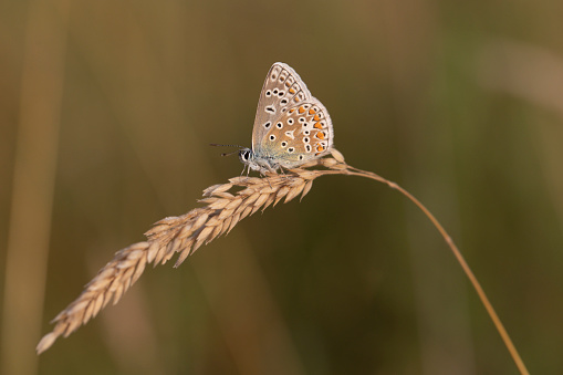 The most common of the Blue species of butterfly. The female has a shimmering blue and orange & black  scaling across the wings when open whilst the male is a lilac-blue when wings are open.